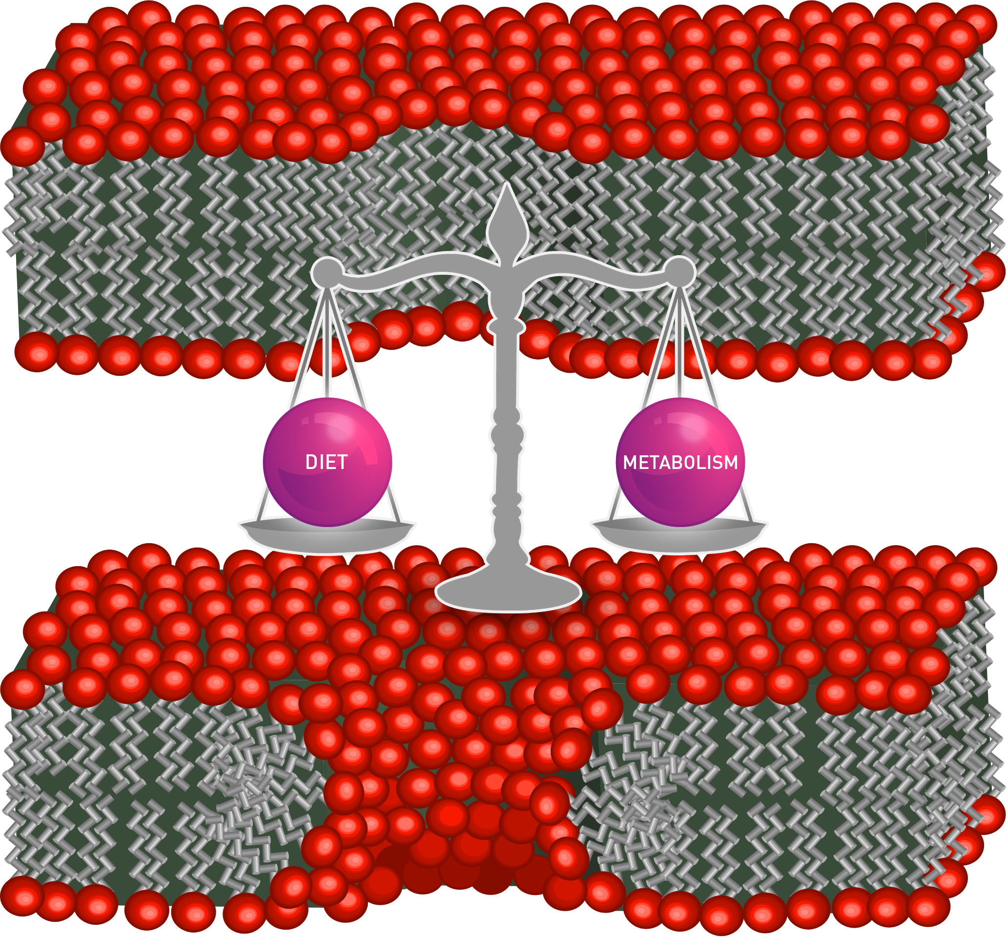 Lipidomics, an effective molecular tool for food and cosmetic innovations in the new field of nutricosmetic