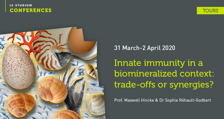 Innate immunity in a biomineralized context: trade-offs or synergies?
