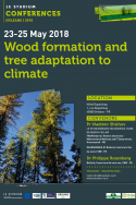 Wood formation and tree adaptation to climate