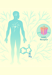 Expanding Horizons in Serotonin Research
