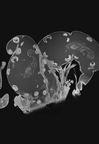 ST157_Illustration_Home