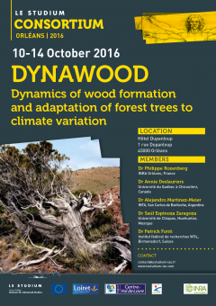 DYNAWOOD Dynamics of wood formation and adaptation of forest trees to climate variation